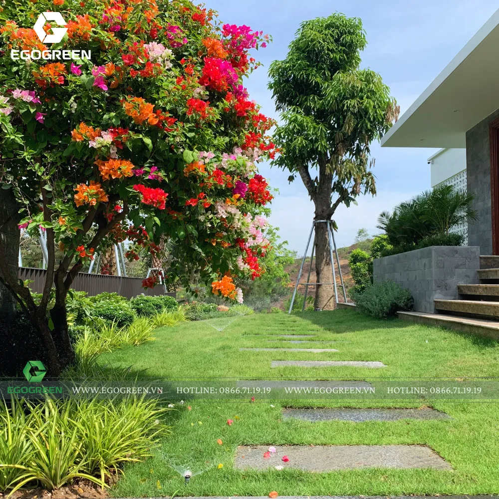 Những cây hoa giấy nhiều màu sắc được trồng quanh nhà, đem đến giảm giác bình yên, cùng một chút ký ức quê hương.